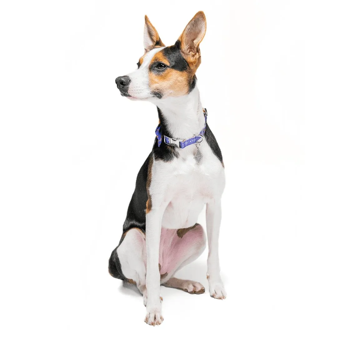 Dog Collar - Friends: Purple Door